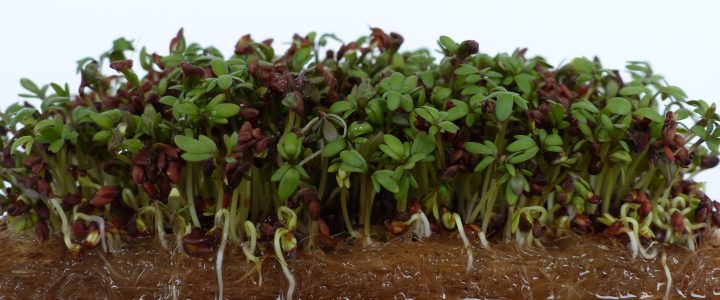 Microgreens anbauen und verkaufen
