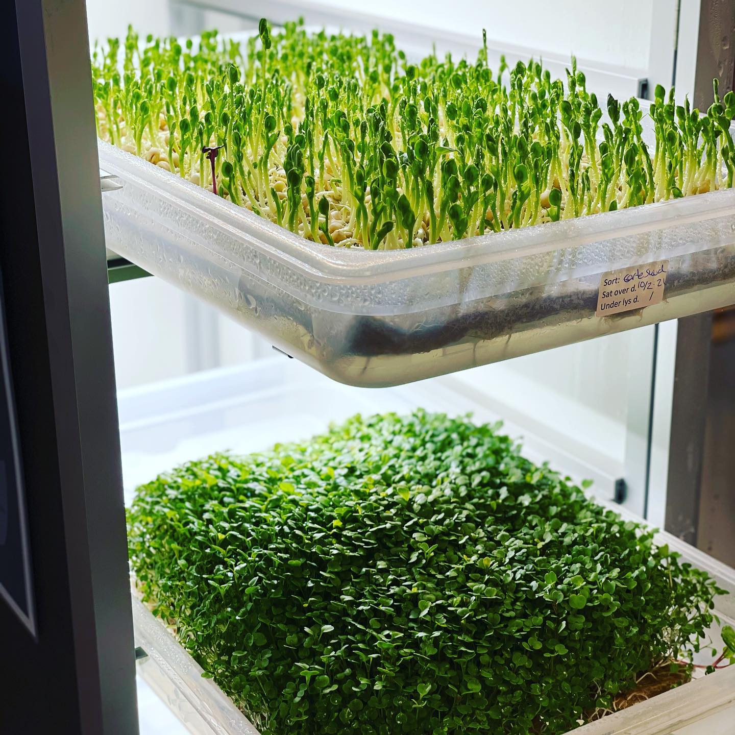Microgreens in Anzuchtschalen auf mehreren Regalebenen