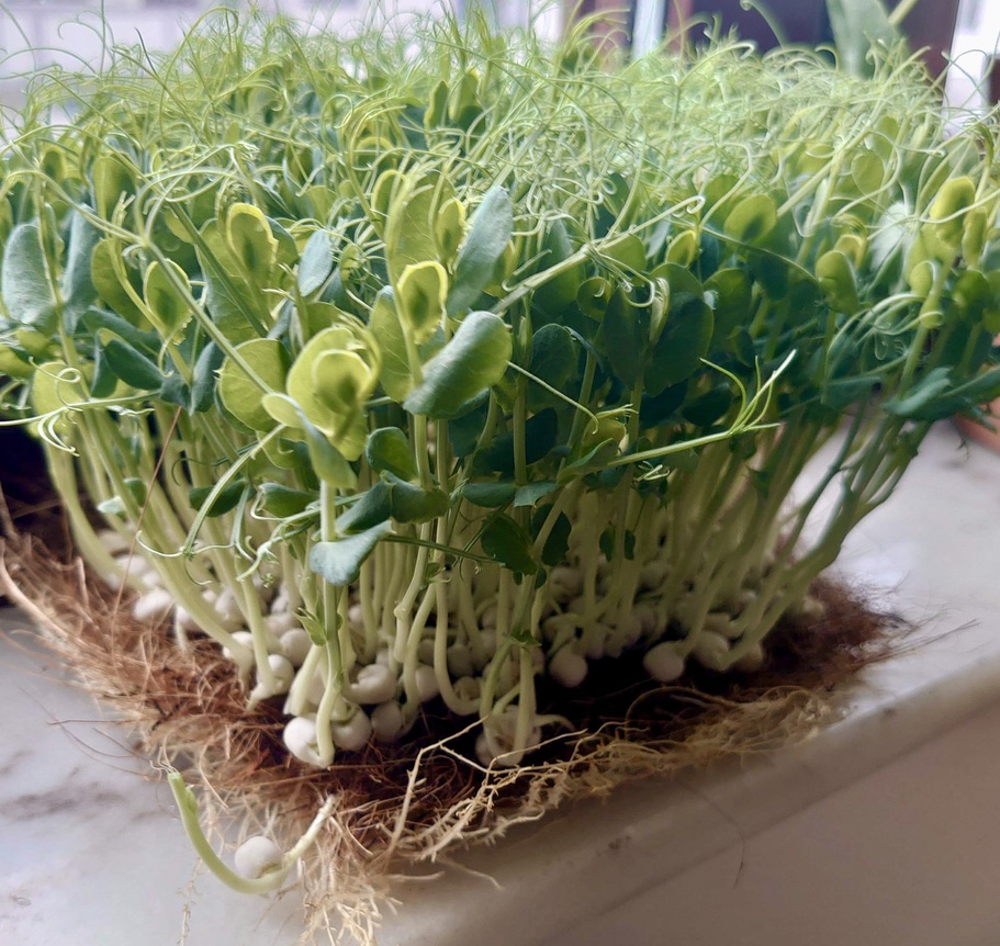 Kresse und Microgreens auf Anzuchtmatten