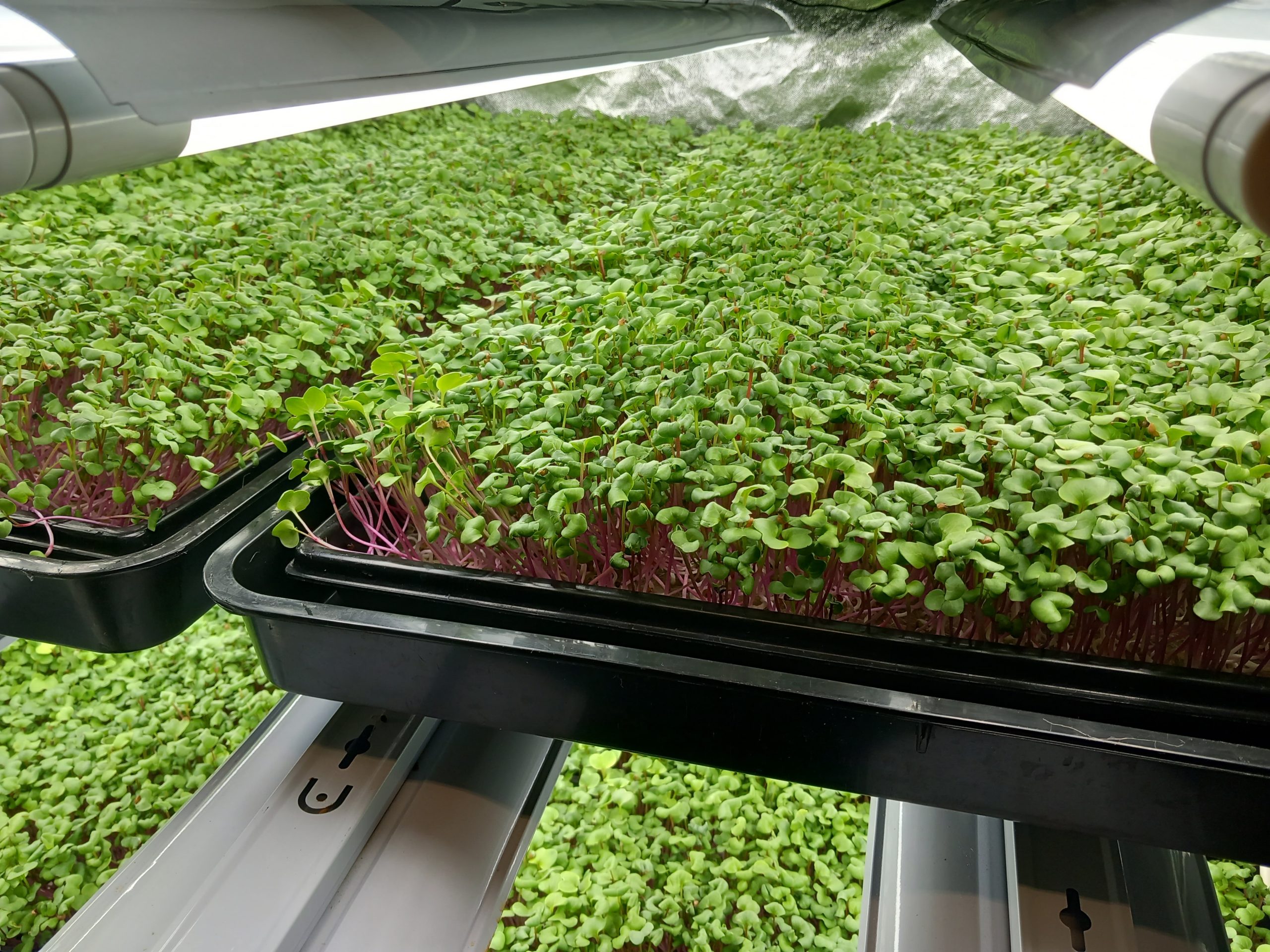 Kresse auf Anzuchtmatte für professionelle Kresseproduktion