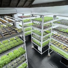 Microgreen-Matten aus Kokos – für garantiert frische Ernten zu Hause