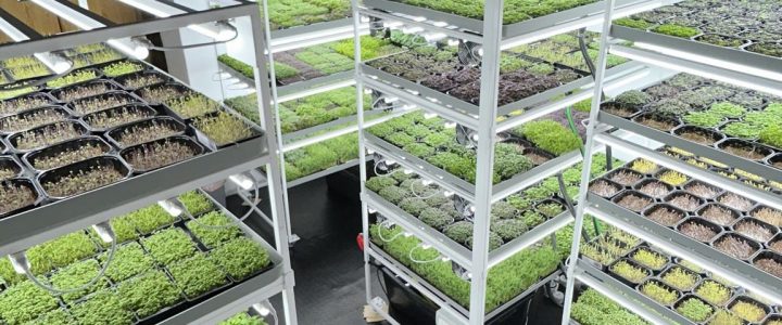 Microgreen-Matten aus Kokos – für garantiert frische Ernten zu Hause