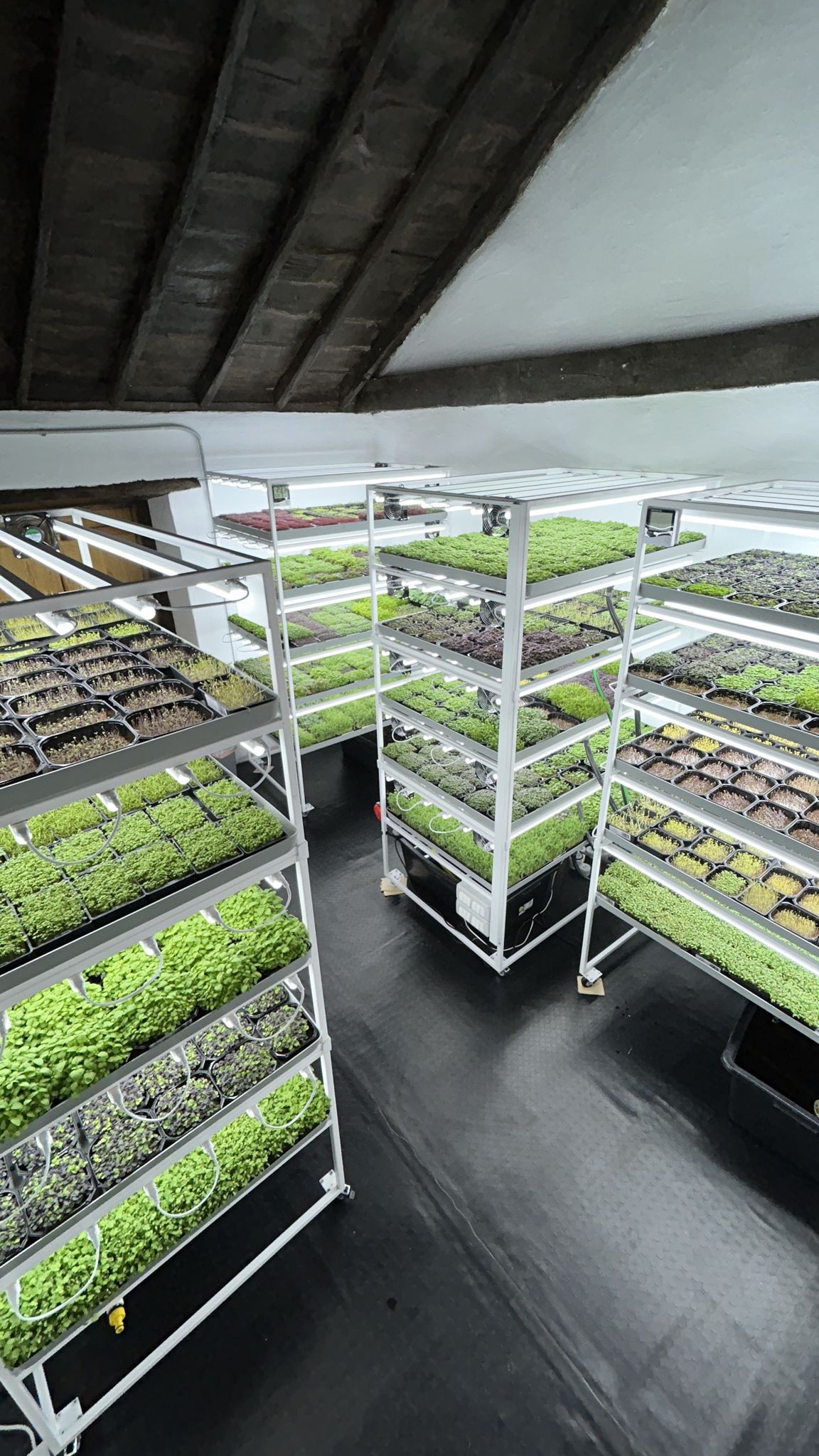 Professionelle Microgreen-Anzucht mit Anzuchtmatten