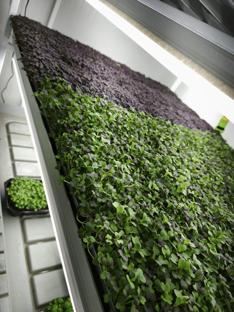 Bohnen- und Senf-Microgreens auf großflächiger Hanf-Kokos-Anzuchtmatte