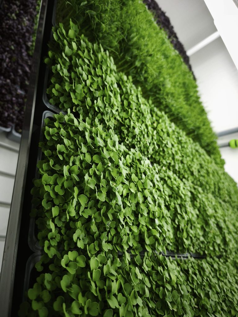 Rucola- und Pak-Choi-Microgreens gleichmäßig gewachsen auf Anzuchtmatte