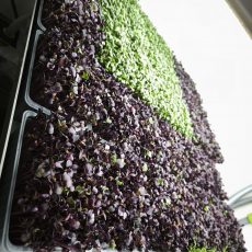 Erfolgreiche Microgreen-Anzucht auf Hanf- und Kokosmatten – sichtbar gesunde Ergebnisse Radieschen- und Senf-Microgreens auf Hanf-Kokos-Matte
