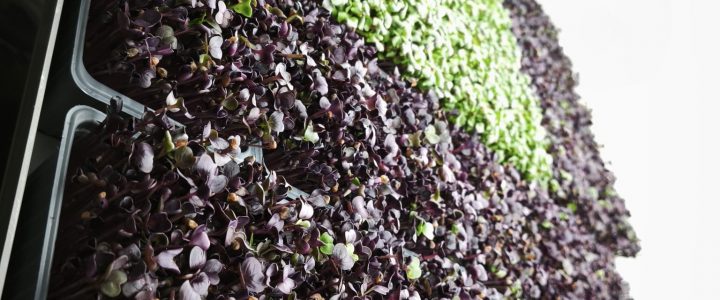 Radieschen- und Senf-Microgreens auf Hanf-Kokos-Matte