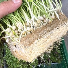 Erbsen auf Hanfmatten anbauen – ist das möglich?