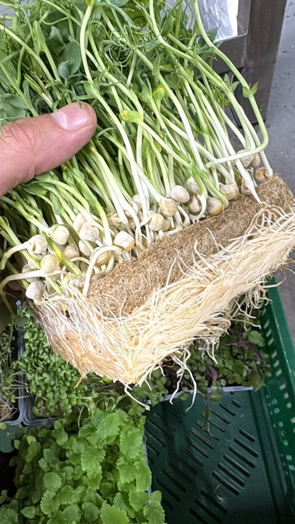 Erbsen auf Hanfmatten anbauen – ist das möglich?