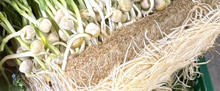 Erbsen auf Hanfmatten anbauen – ist das möglich? Erbsen auf Hanfmatten anbauen – ist das möglich?