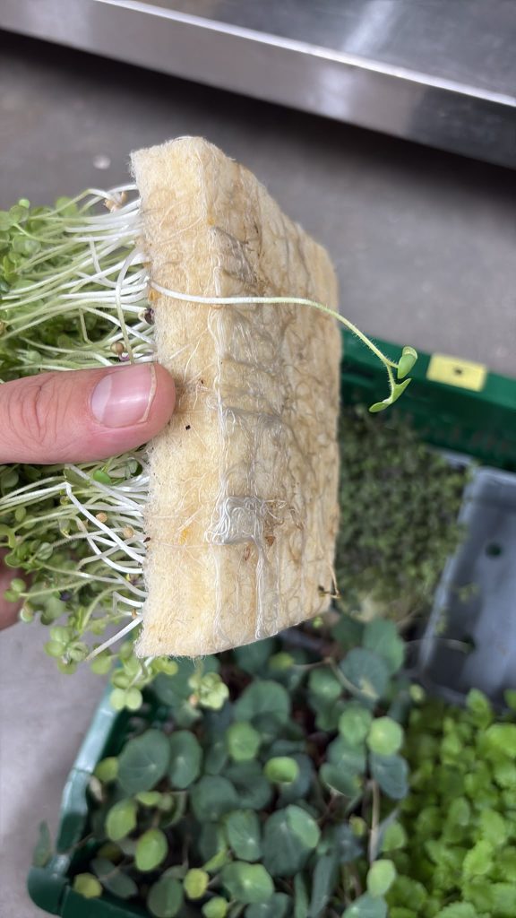 Erbsen auf Hanfmatten anbauen – ist das möglich?